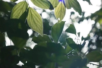 尋找百名困境兒童，聆聽(tīng)童音，護苗成長(cháng)
